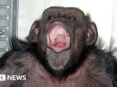 Muere Ai, chimpancé japonés que contaba y pintaba, a los 49 años