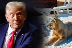 Dinamarca está ocupando Groenlandia: enviado de Trump