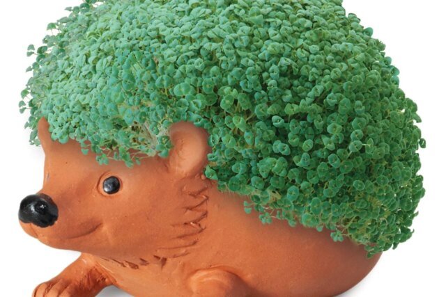 Chia-Pet-1280x853.jpg