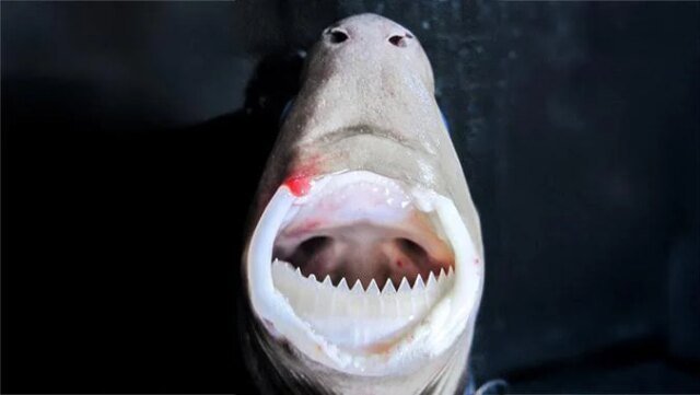 manoa-cookiecutter-shark-research-teeth.jpg