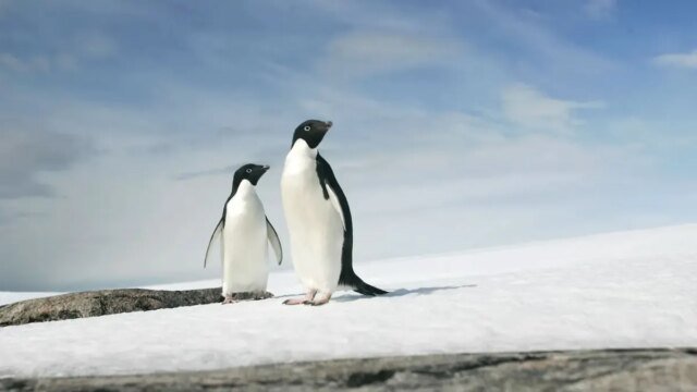 penguins-looking-right-reuters.jpg