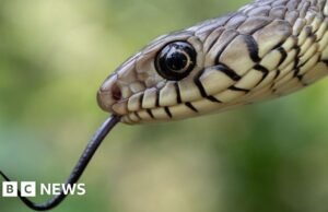 La disaster de mordeduras de serpientes en la India mata a decenas de miles de personas cada año