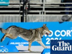 Un perro muy bueno invade la pista pero no alcanza la gloria de las medallas en los Juegos Olímpicos de Invierno