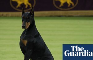 Doberman llamado Penny se lleva el mejor espectáculo de Westminster mientras se honra a Catherine O’Hara