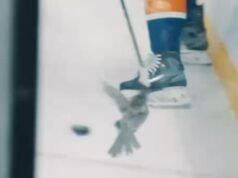 Un oiseau s’invite au match entre les Islanders et les Penguins