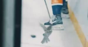 Un oiseau s’invite au match entre les Islanders et les Penguins