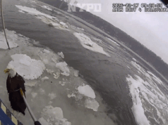 Águila calva flotando sobre el hielo del río Hudson rescatada por la policía de Nueva York