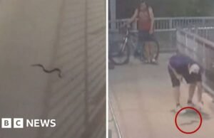 Ver: Una serpiente en una estación de tren asusta a los viajeros de Sydney