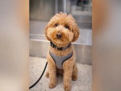 Mujer acusada de abandono de animales después de dejar un perro atado en el mostrador de JetBlue en el aeropuerto de Las Vegas