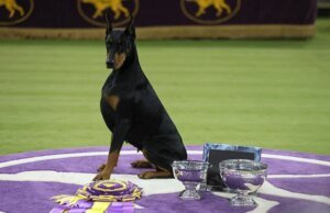 Penny, el Doberman pinscher, gana el premio al mejor espectáculo en la Exposición Canina de Westminster