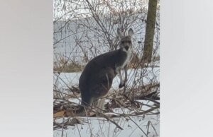 Un canguro que se escapó bloquea la carretera de Virginia después de ser perseguido por perros de caza, dicen las autoridades
