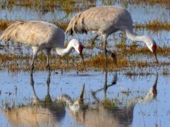 Naturaleza: Grullas trompeteras en Texas
