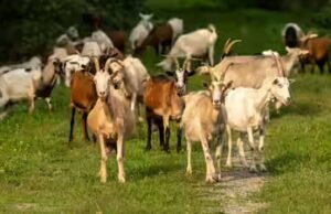 El trabajo de la CABRA: Texas contrata 300 cabras para eliminar arbustos invasores en una medida ecológica única