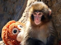 Comentario: ‘I’m Punch’: Cómo un mono bebé nos hizo reír, llorar y vernos en su lucha por encajar