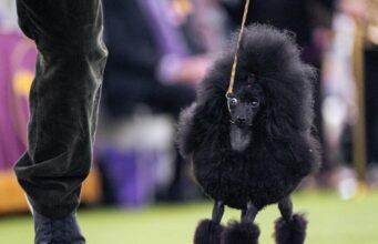 Las parejas en Westminster muestran vínculos entre sí y con los perros